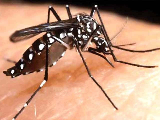 ڈینگی کے مریض کو کس چیز کا زیادہ استعمال کرنا چاہیے؟
