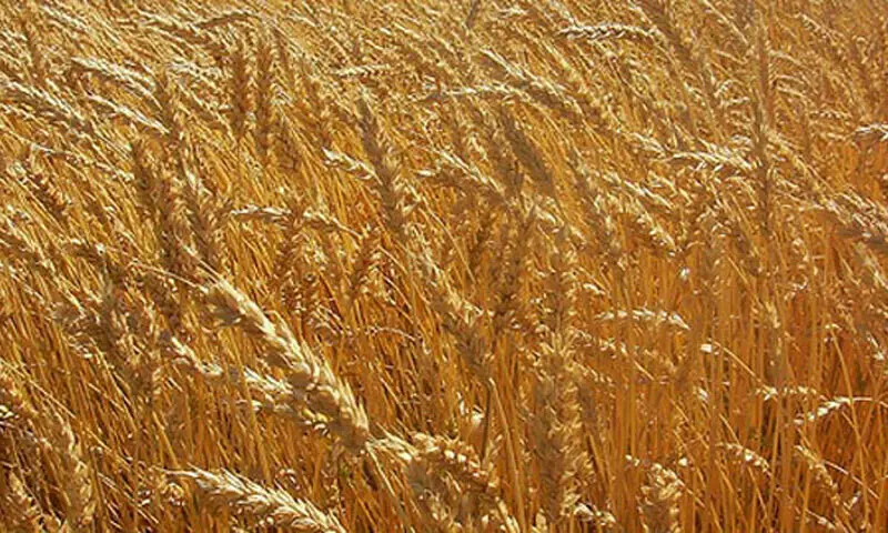 پاکستان میں گندم کی کاشت میں 6.5 فیصد کمی، پیداوار 2 کروڑ 90 لاکھ ٹن رہنے کا امکان