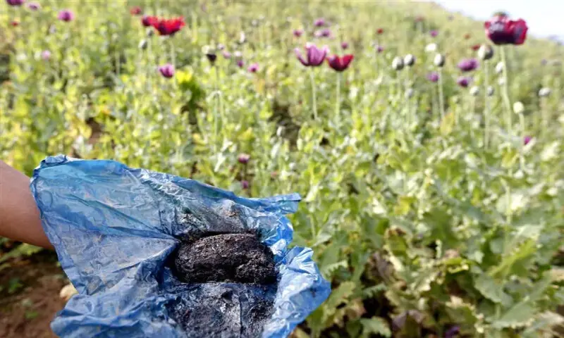 پنجاب انسداد منشیات فورس نے 2 ملزمان کو گرفتار کرکے 7 ٹن افیون ضبط کرلی